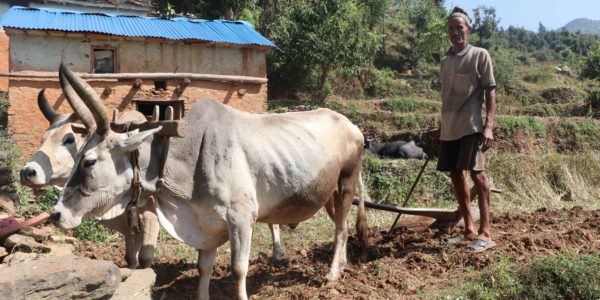 In Mellekh of Doti district, it is tradition that only men plough the fields, as is the case throughout rural communities in Nepal.